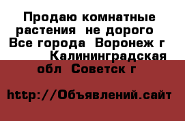 Продаю комнатные растения  не дорого - Все города, Воронеж г.  »    . Калининградская обл.,Советск г.